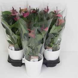 Антуриум Детский Фиолетовый # ( Anthurium Baby Purple # ) W 12 см H 40 см