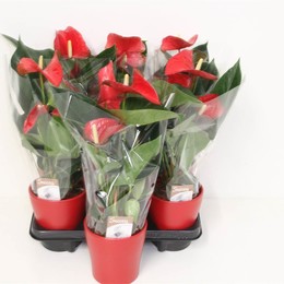 Антуриум Ов Красный # ( Anthurium Ov Red # ) W 12 см H 40 см