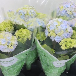 Гортензия Ранняя Голубая 5 Головок ( Hydrangea Early Blue 5 Head ) W 13 см H 45 см