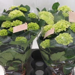 Гортензия Шнееболл 7+ Головка ( Hydrangea Schneeball 7+ Head ) W 14 см H 45 см