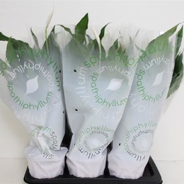 Спатифиллум Сладкий Чико ( Spathiphyllum Sweet Chico ) W 17 см H 60 см