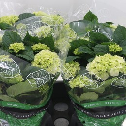 Гортензия Шнеебол 9+ ( Hydrangea Schneeball 9+ ) W 15 см H 40 см
