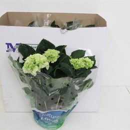 Гортензия М остроумие ( Hydrangea M wit ) W 15 см H 40 см