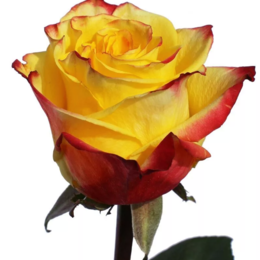 Rosa Ispaniya (Роза Испания) В70 ROSE HILL