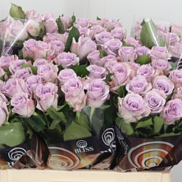Rose Ocean Song (Роза Оушен Сонг) B40 Royal Flowers