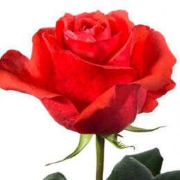 Rose Rockstar (Роза Рокстар) B50 Piaveri