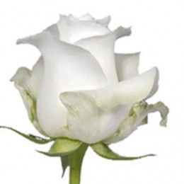 Rose Proud (Роза Проуд) B50 Piaveri