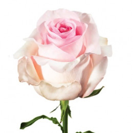 Rose Nena (Роза Нена) B50 Piaveri