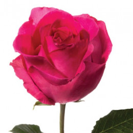 Rose Ravel (Роза Равел) B50 Piaveri