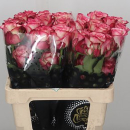 Rose Paloma (Роза Палома) B40 Piaveri