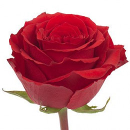 Rose RED Colors (Роза Красная) B120 Royal Flowers
