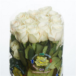 Rose Playa Blanca (Роза Плая Бланка) B40 Royal Flowers