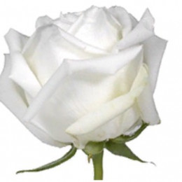 Rose Polo (Роза Поло) B40 Royal Flowers
