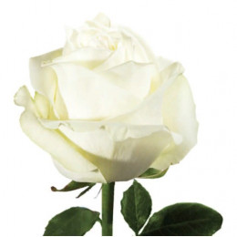 Rose Polar Star (Роза Полар Стар) B60 Royal Flowers