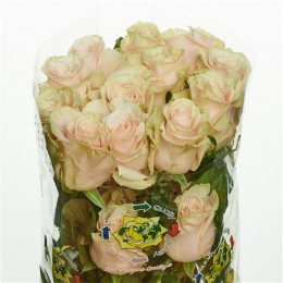 Rose Pink Mondial (Роза Пинк Мондиал) B60 Piaveri