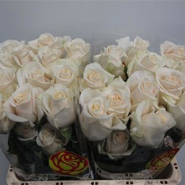 Rose Vendela (Роза Вендела) B60 Piaveri