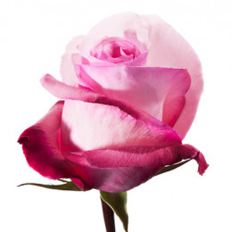 Rose Vannia (Роза Ванниа) B60 Piaveri
