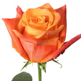 Rose Sunset Glory (Роза Сансет Глори) B50 Piaveri