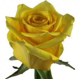 Rose Super Sun (Роза Супер Сан) B50 Piaveri
