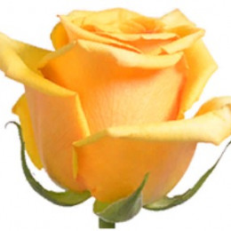 Rose Tycoon (Роза Тайкун) B40 Piaveri
