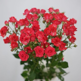 Rosa Tr. Cherry Cheops ( Спрей Черри Хеопс ) В40 Зеленый Дом