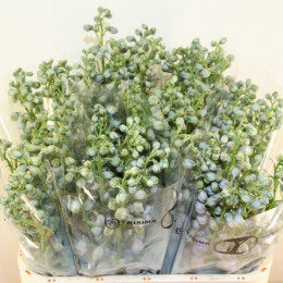 Delphinium El Mag F Lavender (Дельфиниум Маг Лавендер) В90