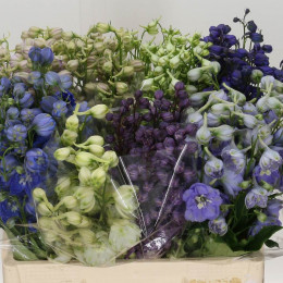 Delphinium du mix(Дельфиниум Микс) В80