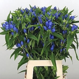 Gentiana blue(Гентиана блу) В60