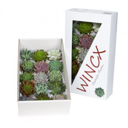 Echeveria Wincx Mix (Эхеверия Винкс Микс) В10X15