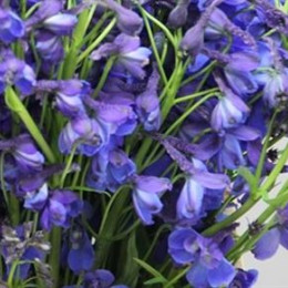 Delphinium Donna (Дельфиниум Донна)