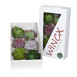Echeveria Wincx Mix (Эхеверия Винкс Микс) В8X6