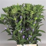 Gentiana lavendel sky (Гентиана лавендел скай) В80