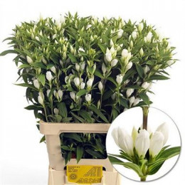 Gentiana white sky(Гентиана вайт скай) В80
