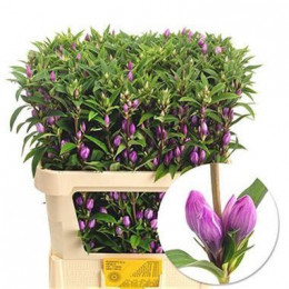 Gentiana pink sky (Гентиана пинк скай) В80