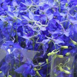 Delphinium Be Volkerfrieden Imp (Дельфиниум Би Волкерфриден Имп) В60IMP