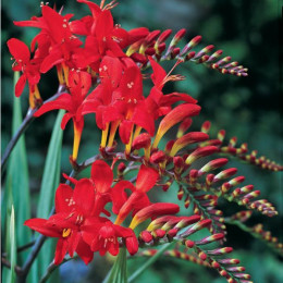 Crocosmia lucifer(Крокосмия Люцифер) В65.