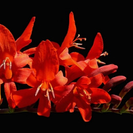 Crocosmia lucifer(Крокосмия Люцифер) В80