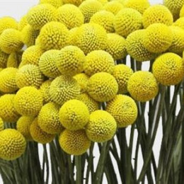Craspedia yellow(Краспедия еллоу) В70