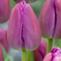 Тюльпан Фиолетовый (Tulip Purple) пр-во Россия, Экстра