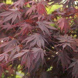 Клен пальмолистный Atropurpureum