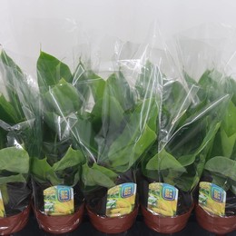 Муса Тропикана ( Musa Tropicana ) W 12 см H 30 см