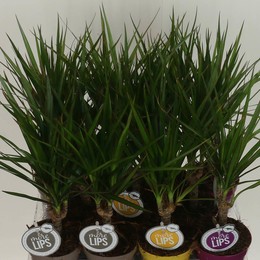 Драцена маргинальная ( Dracaena Marginata ) W 11 см H 40 см