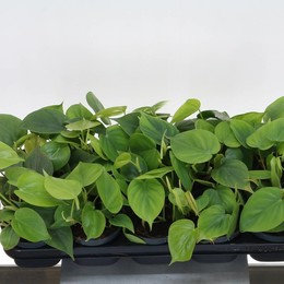 Филодендрон Скандальный ( Philodendron Scandens ) W 12 см H 15 см