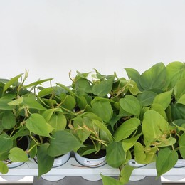Филодендрон Скандальный ( Philodendron Scandens ) W 12 см H 20 см
