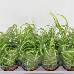 Хлорофитум Com Бонни ( Chlorophytum Com Bonnie ) W 12 см H 25 см