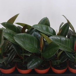 Фикус эластика Робуста ( Ficus elastica Robusta ) W 12 см H 35 см