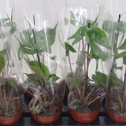 Алоказия Макрор Скат ( Alocasia Macror Stingray ) W 12 см H 35 см