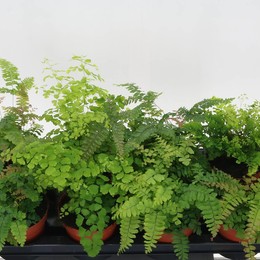 Адиантум Смешанный ( Adiantum Mixed ) W 12 см H 25 см