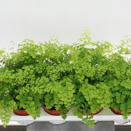 Ароматы Adiantum Rad Fragrans ( Adiantum Rad Fragrans ) W 12 см H 25 см