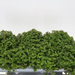 Каллизия раскаивается ( Callisia Repens ) W 12 см H 15 см